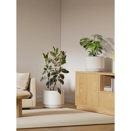 Indoor Plant Pots for Home and Office